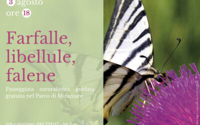 3 agosto 2018 – FARFALLE, LIBELLULE, FALENE