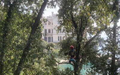 Potature in tree climbing e gli alberi tornano protagonisti