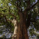 La vita segreta degli alberi