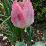 Miramare in fiore - Studio Didattica Nord Est