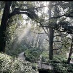 Forme, pattern e simmetrie nel Parco di Miramare